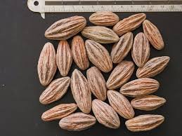 – Dove Tree – Handkerchief Tree – Pocket-handkerchief Tree – Ghost Treeمن أسمائها المتداولة: شجرة الحمام – شجرة المناديل – شجرة المنديل – شجرة الأشباح