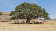 – Sycamore Fig – Sycomore – Fig-mulberry – Ficus sycomorusمن أسمائها المتداولة: الجميز – شجرة الجميز – التين الجميز