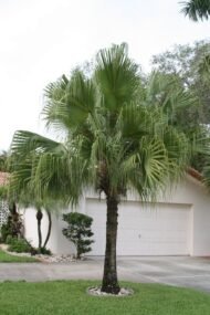 من أسمائها المتداولة: نخيل لافيستونيا، نخيل المروحة الصيني، النخيل الصيني، Chinese Fan Palm، Fountain Palm