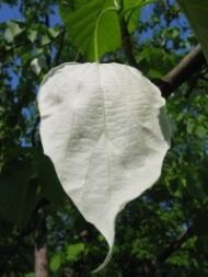 – Dove Tree – Handkerchief Tree – Pocket-handkerchief Tree – Ghost Treeمن أسمائها المتداولة: شجرة الحمام – شجرة المناديل – شجرة المنديل – شجرة الأشباح