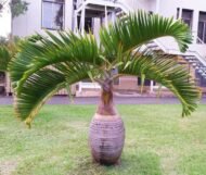 من أسمائها المتداولة: نخيل الزجاجة، نخيل القنينة، Bottle Palm، Bottle-shaped Palm