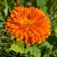 🌿 أقحوان الكالنديولا – Calendula officinalis الاسم العلمي: Calendula officinalis L. من أسمائها المتداولة: أقحوان الكالنديولا – كالنديولا – آذريون – الآذريون الطبي – زهرة الآذريون – Calendula – Pot Marigold – Common Marigold – English Marigold – Calendula officinalis