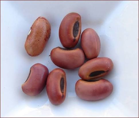 – Indian Coral Tree – Variegated Coral Tree – Tiger's Claw – Erythrina variegataمن أسمائها المتداولة: إرثرينا أحمر – إريثرينا حمراء – شجرة الكورال – شجرة المرجان الهندية