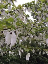 – Dove Tree – Handkerchief Tree – Pocket-handkerchief Tree – Ghost Treeمن أسمائها المتداولة: شجرة الحمام – شجرة المناديل – شجرة المنديل – شجرة الأشباح