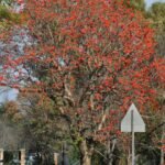 – Indian Coral Tree – Variegated Coral Tree – Tiger's Claw – Erythrina variegataمن أسمائها المتداولة: إرثرينا أحمر – إريثرينا حمراء – شجرة الكورال – شجرة المرجان الهندية