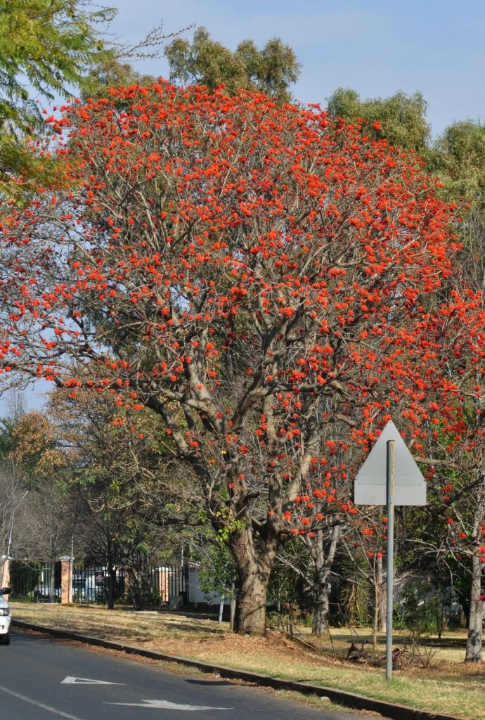 – Indian Coral Tree – Variegated Coral Tree – Tiger's Claw – Erythrina variegataمن أسمائها المتداولة: إرثرينا أحمر – إريثرينا حمراء – شجرة الكورال – شجرة المرجان الهندية