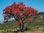 – Indian Coral Tree – Variegated Coral Tree – Tiger's Claw – Erythrina variegataمن أسمائها المتداولة: إرثرينا أحمر – إريثرينا حمراء – شجرة الكورال – شجرة المرجان الهندية