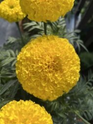🌿 أزهار القطيفة – Tagetes erecta الاسم العلمي: Tagetes erecta L. من أسمائها المتداولة: القطيفة – القطيفة الأفريقية – القطيفة الكبيرة – القطيفة الزهرية – القطيفة البرتقالية – African Marigold – Aztec Marigold – Mexican Marigold – Cempasúchil – Tagetes erecta