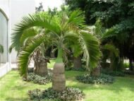 من أسمائها المتداولة: نخيل الزجاجة، نخيل القنينة، Bottle Palm، Bottle-shaped Palm