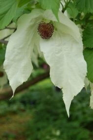 – Dove Tree – Handkerchief Tree – Pocket-handkerchief Tree – Ghost Treeمن أسمائها المتداولة: شجرة الحمام – شجرة المناديل – شجرة المنديل – شجرة الأشباح