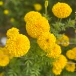 🌿 أزهار القطيفة – Tagetes erecta الاسم العلمي: Tagetes erecta L. من أسمائها المتداولة: القطيفة – القطيفة الأفريقية – القطيفة الكبيرة – القطيفة الزهرية – القطيفة البرتقالية – African Marigold – Aztec Marigold – Mexican Marigold – Cempasúchil – Tagetes erecta