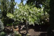– Dove Tree – Handkerchief Tree – Pocket-handkerchief Tree – Ghost Treeمن أسمائها المتداولة: شجرة الحمام – شجرة المناديل – شجرة المنديل – شجرة الأشباح