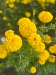 🌿 أزهار القطيفة – Tagetes erecta الاسم العلمي: Tagetes erecta L. من أسمائها المتداولة: القطيفة – القطيفة الأفريقية – القطيفة الكبيرة – القطيفة الزهرية – القطيفة البرتقالية – African Marigold – Aztec Marigold – Mexican Marigold – Cempasúchil – Tagetes erecta
