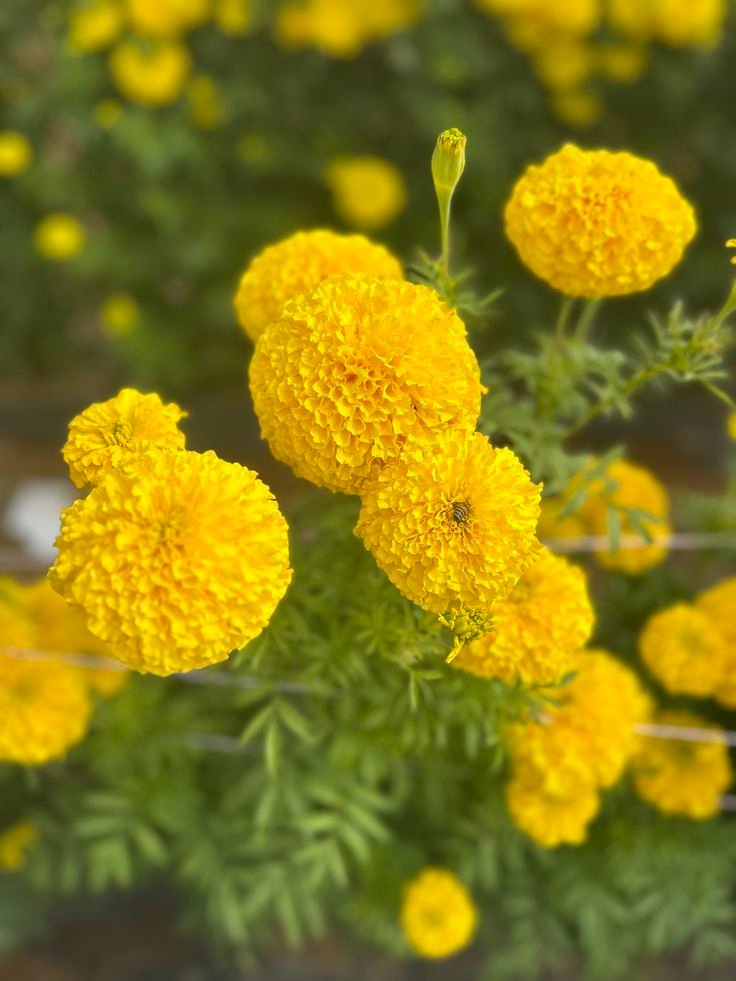 🌿 أزهار القطيفة – Tagetes erecta الاسم العلمي: Tagetes erecta L. من أسمائها المتداولة: القطيفة – القطيفة الأفريقية – القطيفة الكبيرة – القطيفة الزهرية – القطيفة البرتقالية – African Marigold – Aztec Marigold – Mexican Marigold – Cempasúchil – Tagetes erecta