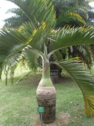 من أسمائها المتداولة: نخيل الزجاجة، نخيل القنينة، Bottle Palm، Bottle-shaped Palm