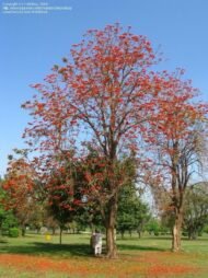 – Indian Coral Tree – Variegated Coral Tree – Tiger's Claw – Erythrina variegataمن أسمائها المتداولة: إرثرينا أحمر – إريثرينا حمراء – شجرة الكورال – شجرة المرجان الهندية