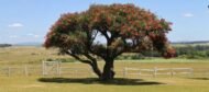 – Indian Coral Tree – Variegated Coral Tree – Tiger's Claw – Erythrina variegataمن أسمائها المتداولة: إرثرينا أحمر – إريثرينا حمراء – شجرة الكورال – شجرة المرجان الهندية