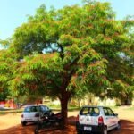 – Red Cassia – Roxburgh's Senna – Roxburgh's Cassia – Cassia roxburghiiمن أسمائها المتداولة: كاسيا روكسبورغي – سينا روكسبورغي – كاسيا حمراء – شجرة كاسيا الزهرية