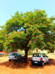 – Red Cassia – Roxburgh's Senna – Roxburgh's Cassia – Cassia roxburghiiمن أسمائها المتداولة: كاسيا روكسبورغي – سينا روكسبورغي – كاسيا حمراء – شجرة كاسيا الزهرية