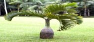 من أسمائها المتداولة: نخيل الزجاجة، نخيل القنينة، Bottle Palm، Bottle-shaped Palm