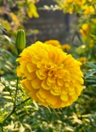 🌿 أزهار القطيفة – Tagetes erecta الاسم العلمي: Tagetes erecta L. من أسمائها المتداولة: القطيفة – القطيفة الأفريقية – القطيفة الكبيرة – القطيفة الزهرية – القطيفة البرتقالية – African Marigold – Aztec Marigold – Mexican Marigold – Cempasúchil – Tagetes erecta