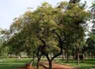 – Red Cassia – Roxburgh's Senna – Roxburgh's Cassia – Cassia roxburghiiمن أسمائها المتداولة: كاسيا روكسبورغي – سينا روكسبورغي – كاسيا حمراء – شجرة كاسيا الزهرية