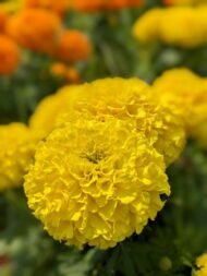 🌿 أزهار القطيفة – Tagetes erecta الاسم العلمي: Tagetes erecta L. من أسمائها المتداولة: القطيفة – القطيفة الأفريقية – القطيفة الكبيرة – القطيفة الزهرية – القطيفة البرتقالية – African Marigold – Aztec Marigold – Mexican Marigold – Cempasúchil – Tagetes erecta