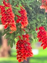 – Indian Coral Tree – Variegated Coral Tree – Tiger's Claw – Erythrina variegataمن أسمائها المتداولة: إرثرينا أحمر – إريثرينا حمراء – شجرة الكورال – شجرة المرجان الهندية