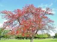 – Indian Coral Tree – Variegated Coral Tree – Tiger's Claw – Erythrina variegataمن أسمائها المتداولة: إرثرينا أحمر – إريثرينا حمراء – شجرة الكورال – شجرة المرجان الهندية