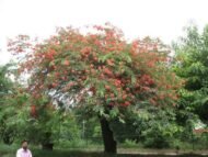 – Red Cassia – Roxburgh's Senna – Roxburgh's Cassia – Cassia roxburghiiمن أسمائها المتداولة: كاسيا روكسبورغي – سينا روكسبورغي – كاسيا حمراء – شجرة كاسيا الزهرية