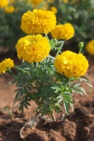 🌿 أزهار القطيفة – Tagetes erecta الاسم العلمي: Tagetes erecta L. من أسمائها المتداولة: القطيفة – القطيفة الأفريقية – القطيفة الكبيرة – القطيفة الزهرية – القطيفة البرتقالية – African Marigold – Aztec Marigold – Mexican Marigold – Cempasúchil – Tagetes erecta