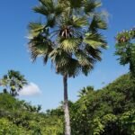 من أسمائها المتداولة: نخيل الكارنوبا، نخيل الشمع، نخيل شمع البرازيل، Carnauba Palm، Wax Palm
