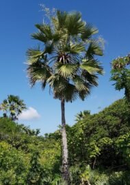 من أسمائها المتداولة: نخيل الكارنوبا، نخيل الشمع، نخيل شمع البرازيل، Carnauba Palm، Wax Palm