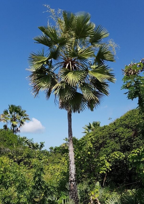 من أسمائها المتداولة: نخيل الكارنوبا، نخيل الشمع، نخيل شمع البرازيل، Carnauba Palm، Wax Palm