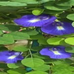 🌿 الشاي الأزرق – Clitoria ternatea الاسم العلمي: Clitoria ternatea L. من أسمائها المتداولة: الشاي الأزرق – زهرة الشاي الأزرق – البازلاء الزرقاء – بازلاء الفراشة – زهرة الفراشة – Blue Pea – Butterfly Pea – Blue Butterfly Pea – Asian Pigeonwings – Clitoria ternatea