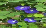 🌿 الشاي الأزرق – Clitoria ternatea الاسم العلمي: Clitoria ternatea L. من أسمائها المتداولة: الشاي الأزرق – زهرة الشاي الأزرق – البازلاء الزرقاء – بازلاء الفراشة – زهرة الفراشة – Blue Pea – Butterfly Pea – Blue Butterfly Pea – Asian Pigeonwings – Clitoria ternatea