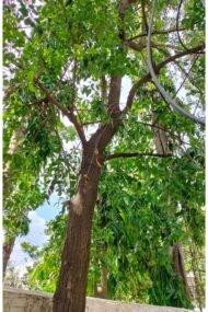 – Red Sandalwood – Red Sanders – Red Sanders Wood – Red Sandal Tree – Lal Chandan – Ragat Chandanمن أسمائها المتداولة: الصندل الأحمر – الصندل الهندي الأحمر – صندل أحمر