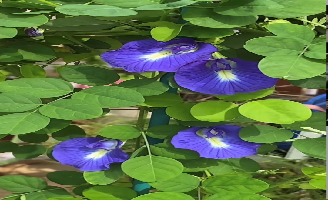 🌿 الشاي الأزرق – Clitoria ternatea الاسم العلمي: Clitoria ternatea L. من أسمائها المتداولة: الشاي الأزرق – زهرة الشاي الأزرق – البازلاء الزرقاء – بازلاء الفراشة – زهرة الفراشة – Blue Pea – Butterfly Pea – Blue Butterfly Pea – Asian Pigeonwings – Clitoria ternatea