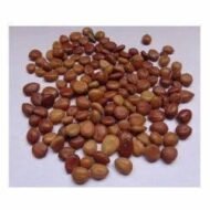 – Red Cassia – Roxburgh's Senna – Roxburgh's Cassia – Cassia roxburghiiمن أسمائها المتداولة: كاسيا روكسبورغي – سينا روكسبورغي – كاسيا حمراء – شجرة كاسيا الزهرية