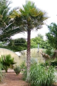 من أسمائها المتداولة: نخيل الكارنوبا، نخيل الشمع، نخيل شمع البرازيل، Carnauba Palm، Wax Palm