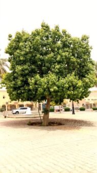 بذور فيكس الأمريكي – Ficus altissima gabaseed
