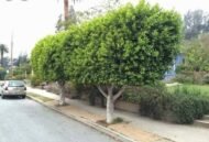 بذور فيكس الأمريكي – Ficus altissima gabaseed
