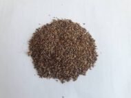 بذور فيكس الأمريكي – Ficus altissima gabaseed
