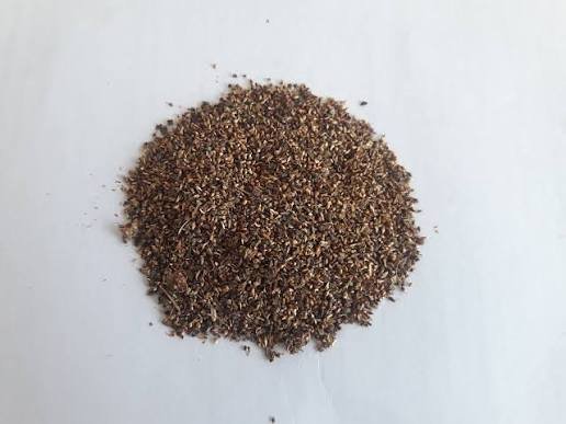 بذور فيكس الأمريكي – Ficus altissima gabaseed