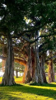 🌿 بذور فيكس بنغالي Ficus benghalensis gabaseed