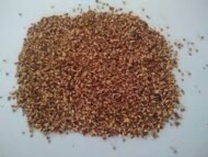 🌿 بذور فيكس بنغالي Ficus benghalensis gabaseed