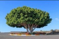 🌿 فيكس فيكتوريا – Ficus benjamina 'Victoria' gabaseed