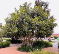 🌿 فيكس فيكتوريا – Ficus benjamina 'Victoria' gabaseed