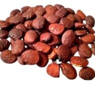 ⁦بذور 🌿 فيكس بونجاميا – Pongamia pinnata⁩ - الصورة ⁦3⁩