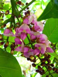 ⁦بذور 🌿 فيكس بونجاميا – Pongamia pinnata⁩ - الصورة ⁦2⁩
